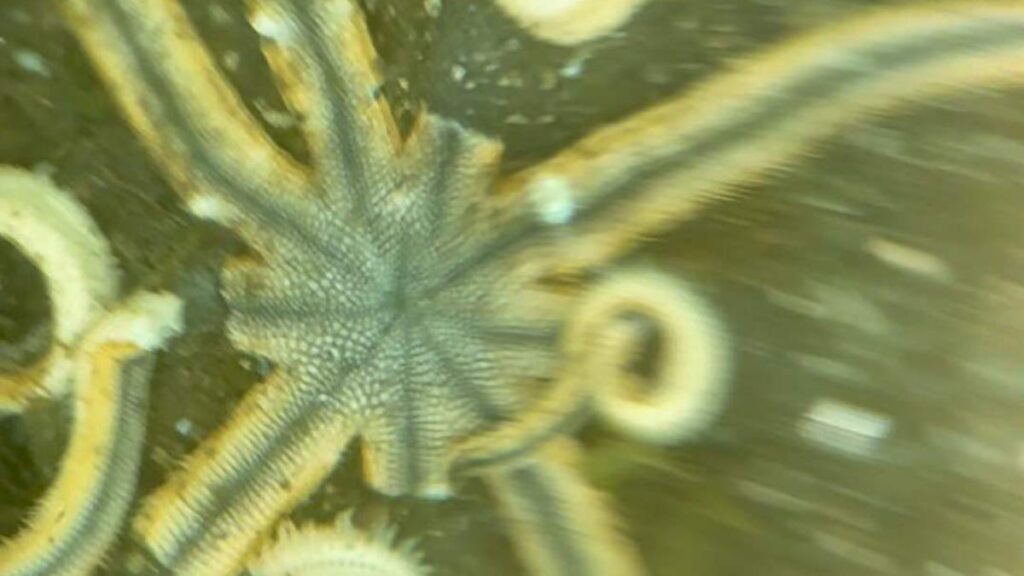 Starfish disease discovered in palm beach county by university of
